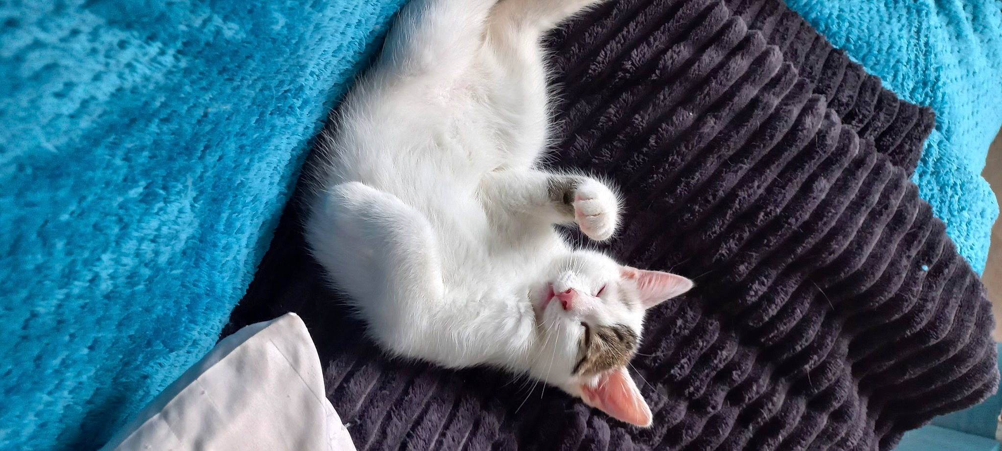 Timon participe au concours pour gagner de l'argent avec cette photo : carnivore, cat, cat_supply, claw, comfort, domestic_short_haired_cat, electric_blue, fang, fawn, felidae, fur, nap, paw, small_to_medium_sized_cats, snout, tail, whiskers, wood