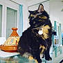 Batna a rejoint le concours — aidez-le/la à gagner de superbes lots ! angora, animal, blackcat, brasssection, cat, computerhardware, cookware, egyptiancat, electronics, hardware, horn, indoors, kitten, lamp, manx, monitor, musicalinstrument, pet, pot, screen