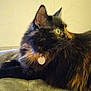 Batna a rejoint le concours — aidez-le/la à gagner de superbes lots ! abyssinian, accessories, angora, animal, blackcat, bracelet, brasssection, cat, collar, couch, earring, furniture, horn, jewelry, kitten, manx, musicalinstrument, necklace, pet, siamese
