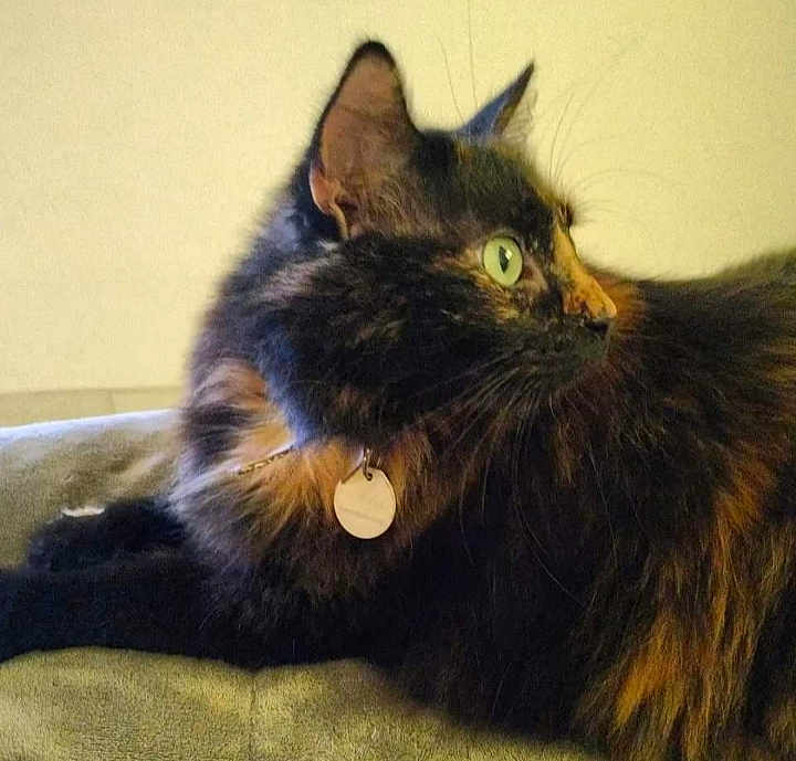 Batna a rejoint le concours — aidez-le/la à gagner de superbes lots ! abyssinian, accessories, angora, animal, blackcat, bracelet, brasssection, cat, collar, couch, earring, furniture, horn, jewelry, kitten, manx, musicalinstrument, necklace, pet, siamese