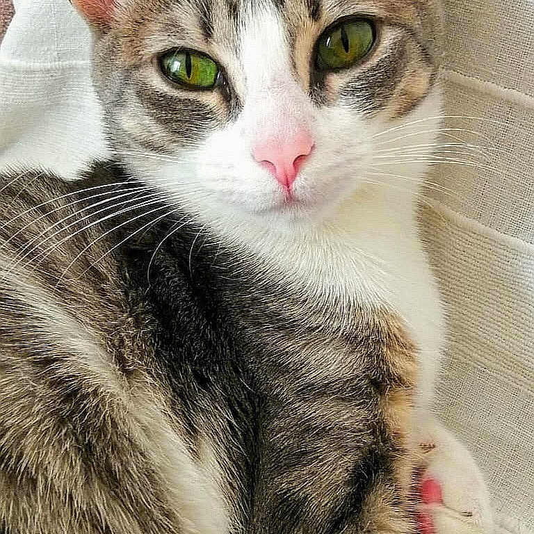 Moon a rejoint le concours — aidez-le/la à gagner de superbes lots ! animal, cat, close_up, cute, domestic_cat, feline, fur, green_eyes, indoor, pet, pink_nose, portrait, relaxed, resting, soft, tabby, texture, whiskers, white_background, young_cat