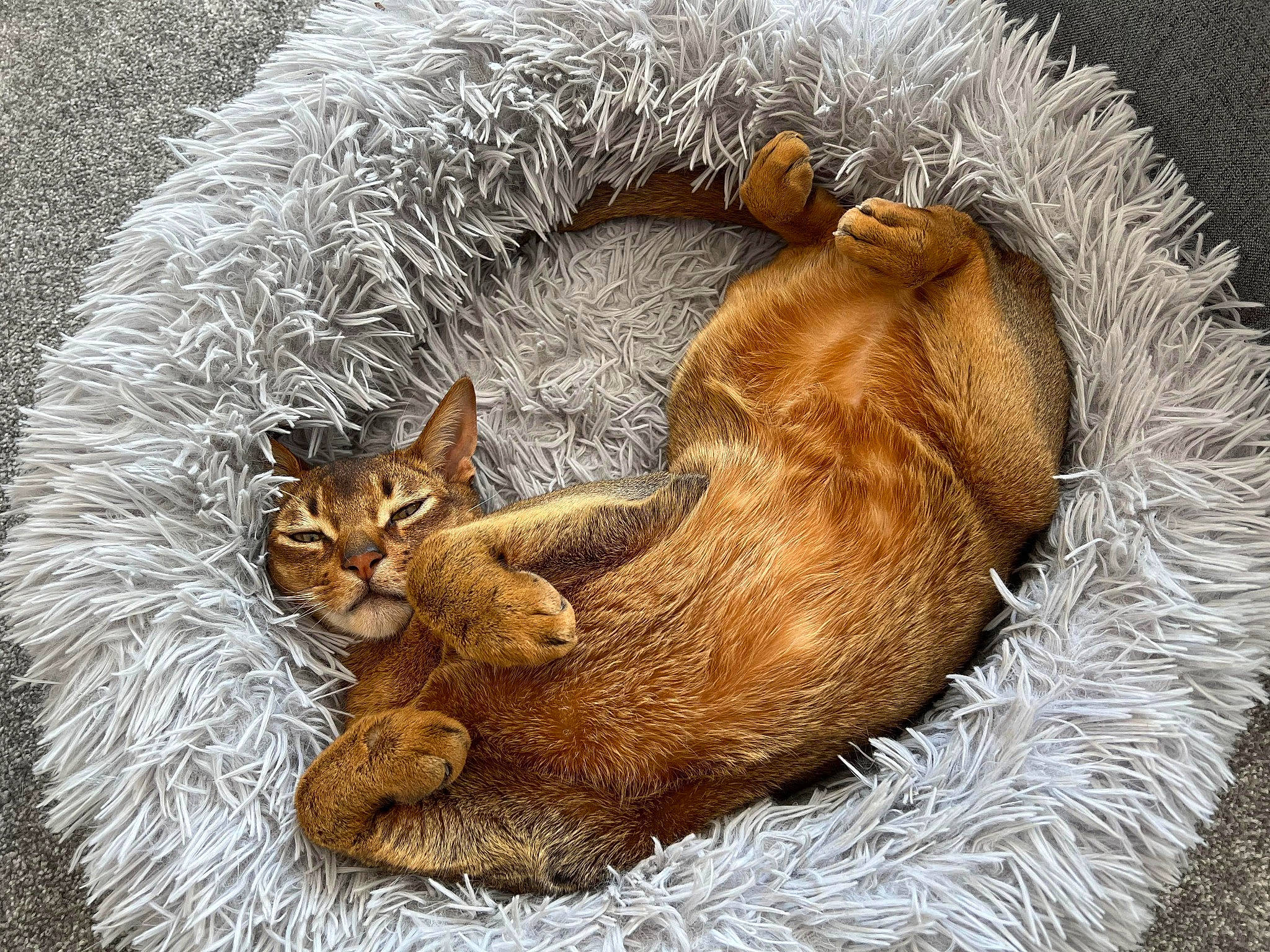 Benjy joined the competition — help win amazing prizes! art, basket, canidae, carnivore, cat, claw, domestic_short_haired_cat, fawn, felidae, fur, grass, painting, paw, small_to_medium_sized_cats, snout, tail, terrestrial_animal, whiskers, wicker, wildlife