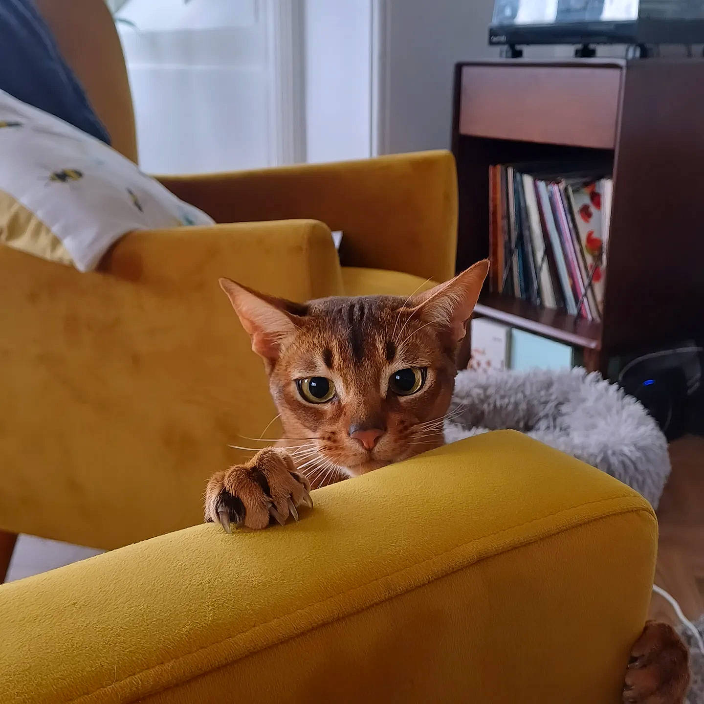 Benjy is registered to the contest to win money with this photo: box, cardboard, carnivore, cat, chair, comfort, couch, domestic_short_haired_cat, fawn, felidae, fur, linens, room, shipping_box, sitting, small_to_medium_sized_cats, snout, tail, whiskers, wood