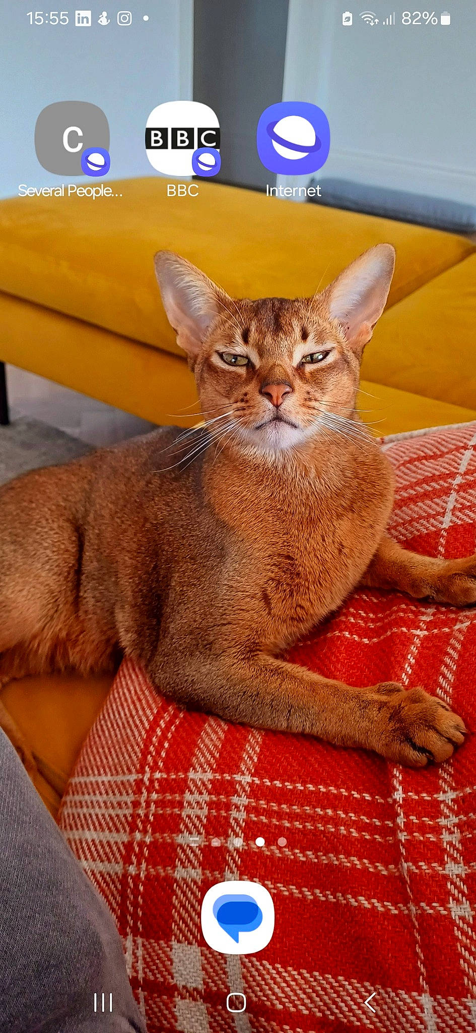 Benjy is registered to the contest to win money with this photo: carnivore, cat, claw, comfort, domestic_short_haired_cat, eye, fawn, felidae, foot, fur, paw, peach, picture_frame, sitting, small_to_medium_sized_cats, snout, tail, terrestrial_animal, whiskers, wildlife