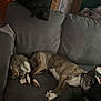 cat, dog, couch, sleeping, indoor, furniture, pet, relaxing, cozy, living_room, blanket, lamp, wooden_floor, window, animal, home, resting, tabby_cat, brindle_dog, companion