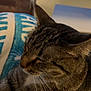 cat, tabby, pet, animal, feline, whiskers, sleeping, cozy, blanket, indoor, fur, closeup, resting, cute, domestic, calm, comfort, mammal, relaxation, warm