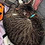 cat, tabby_cat, sleeping, curled_up, collar, striped_fur, blanket, purple_blanket, orange_blanket, white_blanket, couch, fabric, resting, pet, domestic_cat, feline, cozy, indoor, relaxation, nap