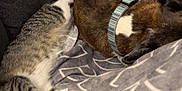 Pupa is registered to the contest to win money with this photo: cat, dog, sleeping, blanket, couch, pet, tabby_cat, brindle_dog, collar, resting, indoor, cozy, feline, canine, nap, fur, companion, comfort, animal, home