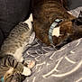 cat, dog, sleeping, blanket, couch, pet, tabby_cat, brindle_dog, collar, resting, indoor, cozy, feline, canine, nap, fur, companion, comfort, animal, home