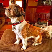 Kai is registered to the contest to win money with this photo: animal, brown, carpet, collar, couch, cozy, cute, dog, domestic, floor, fur, furniture, home, indoor, living_room, pet, side_view, tail, white, wooden_wall