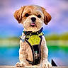 animal, blurred_background, colorful, cute, dog, ears, face, fur, harness, leash, nature, outdoor, paw, pet, portrait, puppy, small_dog, tag, tongue, wood