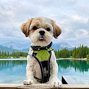 Xixi is registered to the contest to win money with this photo: dog, puppy, harness, wood, lake, water, mountains, trees, forest, nature, outdoor, sky, cloudy, pet, animal, cute, small_dog, tongue_out, landscape, scenic