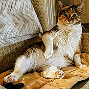 Spencer joined the competition — help win amazing prizes! cat, calico, pet, animal, feline, lounging, relaxed, cozy, blanket, couch, indoor, fur, paw, whiskers, ears, home, comfortable, resting, patterned_fabric, warm_lighting