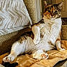 cat, calico, pet, animal, feline, lounging, relaxed, cozy, blanket, couch, indoor, fur, paw, whiskers, ears, home, comfortable, resting, patterned_fabric, warm_lighting