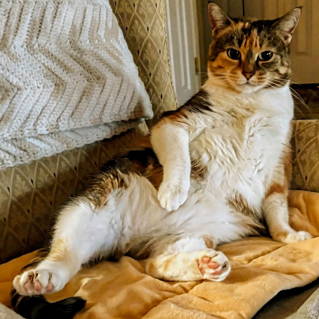 Spencer joined the competition — help win amazing prizes! cat, calico, pet, animal, feline, lounging, relaxed, cozy, blanket, couch, indoor, fur, paw, whiskers, ears, home, comfortable, resting, patterned_fabric, warm_lighting