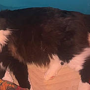 Boots is registered to the contest to win money with this photo: cat, black_and_white, fluffy, pet, indoor, bed, blanket, gaming_controller, curious, relaxed, feline, whiskers, paw, tail, domestic_animal, cute, cozy, resting, closeup, household