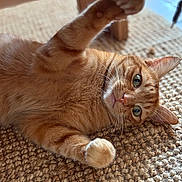 Elliot a rejoint le concours — aidez-le/la à gagner de superbes lots ! cat, orange_tabby, pet, feline, whiskers, paw, curious, indoor, rug, woven_rug, close_up, fur, relaxed, stretching, animal, cute, playful, domestic_cat, mammal, home