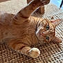 cat, orange_tabby, pet, feline, whiskers, paw, curious, indoor, rug, woven_rug, close_up, fur, relaxed, stretching, animal, cute, playful, domestic_cat, mammal, home