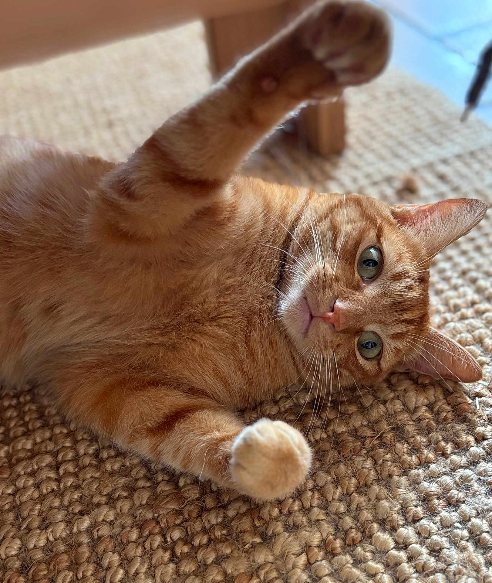 Elliot a rejoint le concours — aidez-le/la à gagner de superbes lots ! cat, orange_tabby, pet, feline, whiskers, paw, curious, indoor, rug, woven_rug, close_up, fur, relaxed, stretching, animal, cute, playful, domestic_cat, mammal, home