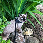 Wonka participe au concours pour gagner de l'argent avec cette photo : cat, siamese_cat, blue_eyes, rocks, plants, greenery, outdoor, pet, leash, curious, nature, garden, fur, animal, mammal, whiskers, alert, ground, leaves, daylight