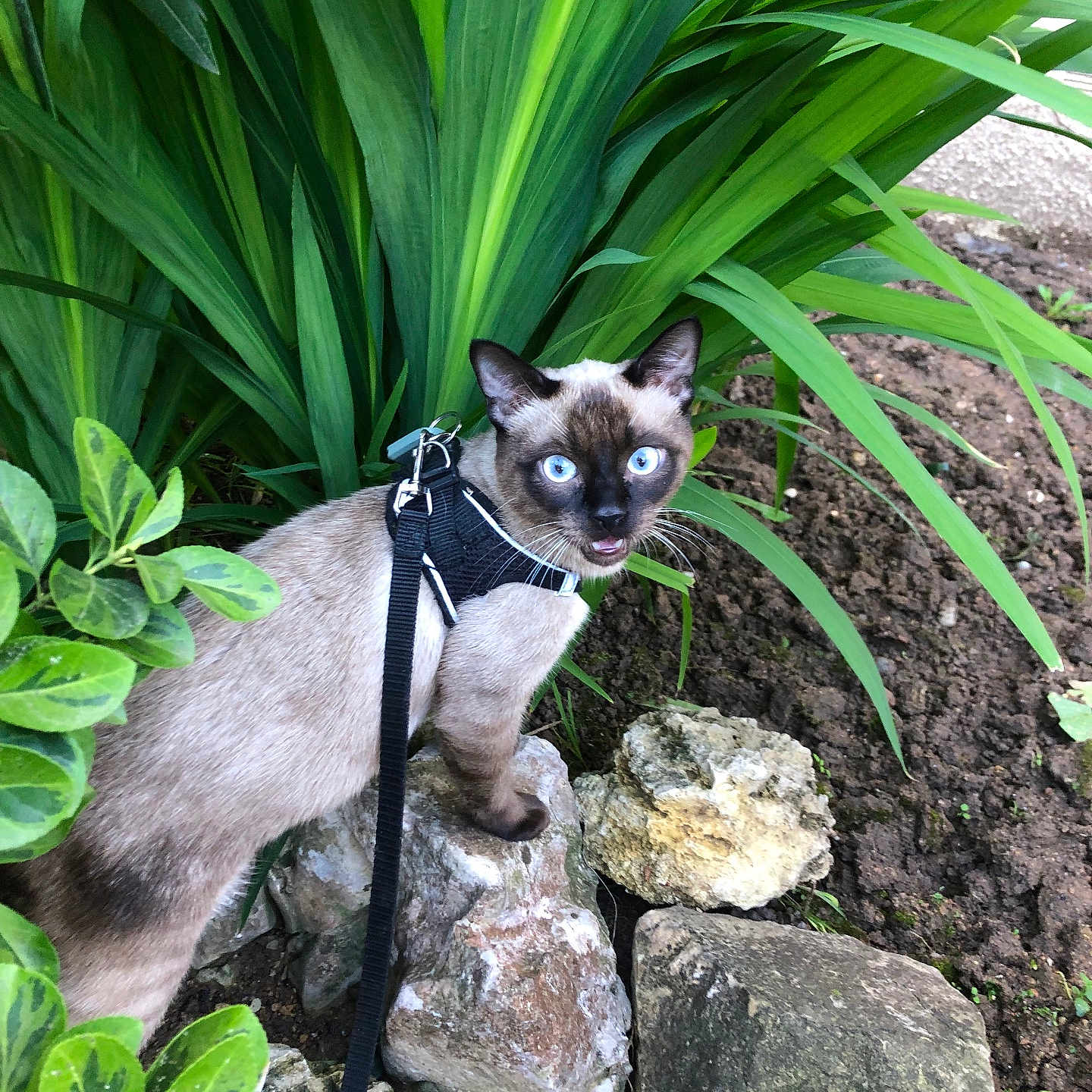 Wonka participe au concours pour gagner de l'argent avec cette photo : alert, animal, blue_eyes, cat, curious, daylight, fur, garden, greenery, ground, leash, leaves, mammal, nature, outdoor, pet, plants, rocks, siamese_cat, whiskers