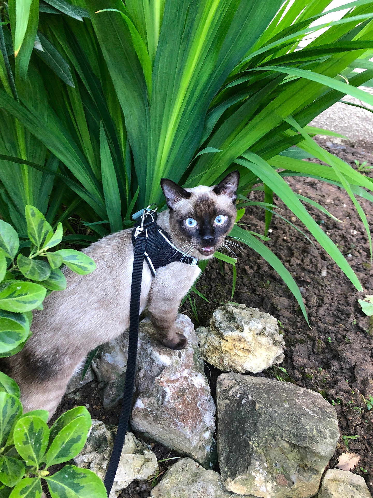 Wonka participe au concours pour gagner de l'argent avec cette photo : cat, siamese_cat, blue_eyes, rocks, plants, greenery, outdoor, pet, leash, curious, nature, garden, fur, animal, mammal, whiskers, alert, ground, leaves, daylight