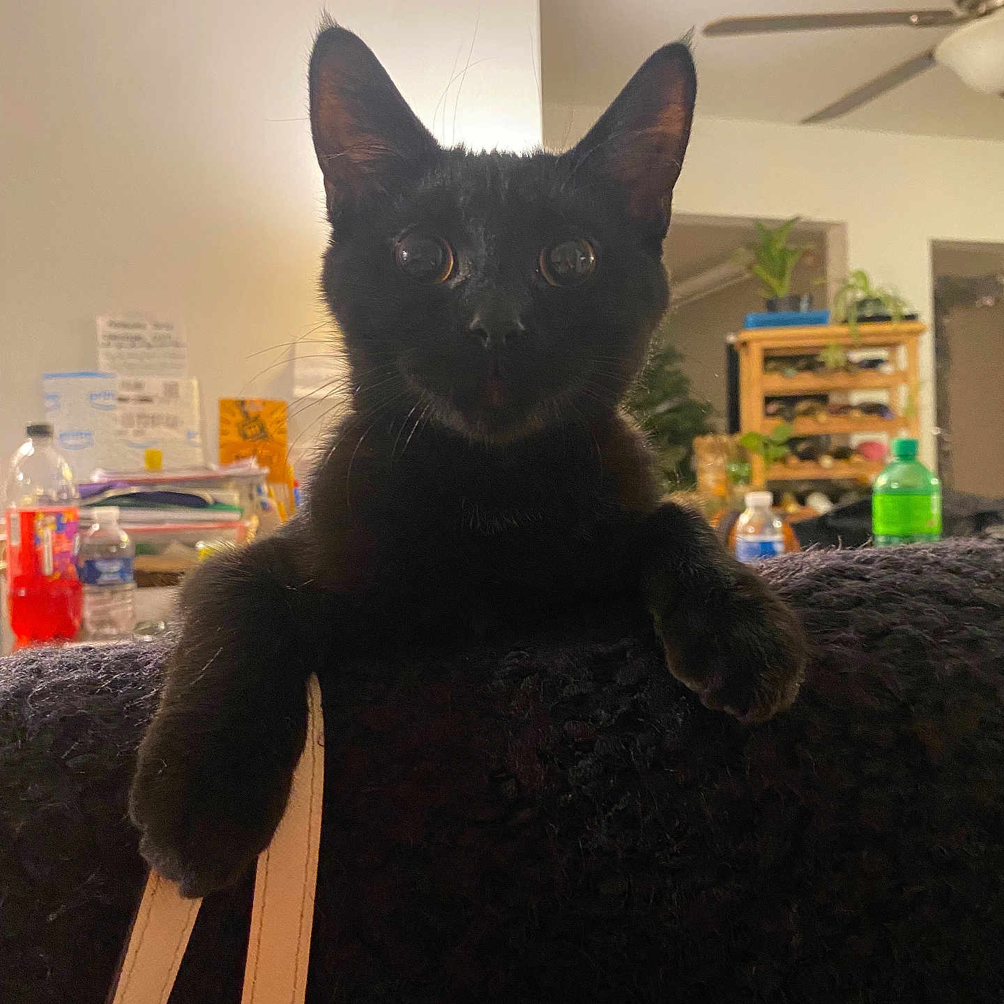 Binx joined the competition — help win amazing prizes! accessories, animal, appliance, architecture, bed, bedroom, blackcat, building, cat, ceilingfan, device, electricaldevice, furniture, indoors, kitten, livingroom, pet, plant, room, shelf
