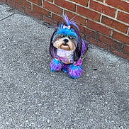 Fendi is registered to the contest to win money with this photo: animal, blue, bow, brick_wall, colorful_fur, cute, dog, fur, fur_style, looking_up, outdoor, paws, pet, pink, portrait, purple, rainbow_dye, sidewalk, sitting, small_dog