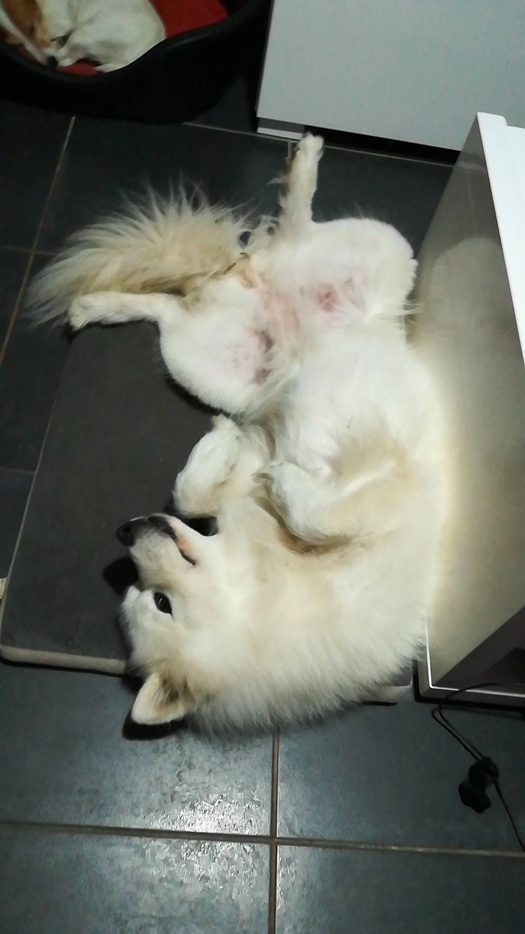 Lenka a rejoint le concours — aidez-le/la à gagner de superbes lots ! canidae, carnivore, claw, companion_dog, dog_breed, felidae, floor, flooring, foot, fur, hardwood, non_sporting_group, paw, samoyed, small_to_medium_sized_cats, sporting_group, tail, whiskers