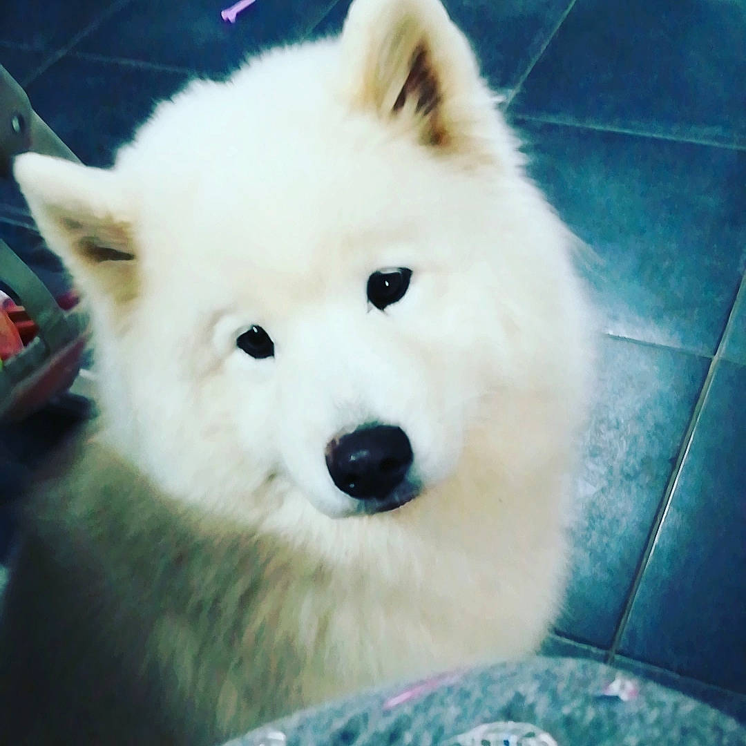 Lenka participe au concours pour gagner de l'argent avec cette photo : canidae, canis, carnivore, companion_dog, dog, dog_breed, fawn, fur, german_spitz, german_spitz_klein, german_spitz_mittel, indian_spitz, japanese_spitz, samoyed, snout, spitz, terrestrial_animal, volpino_italiano, whiskers, working_animal