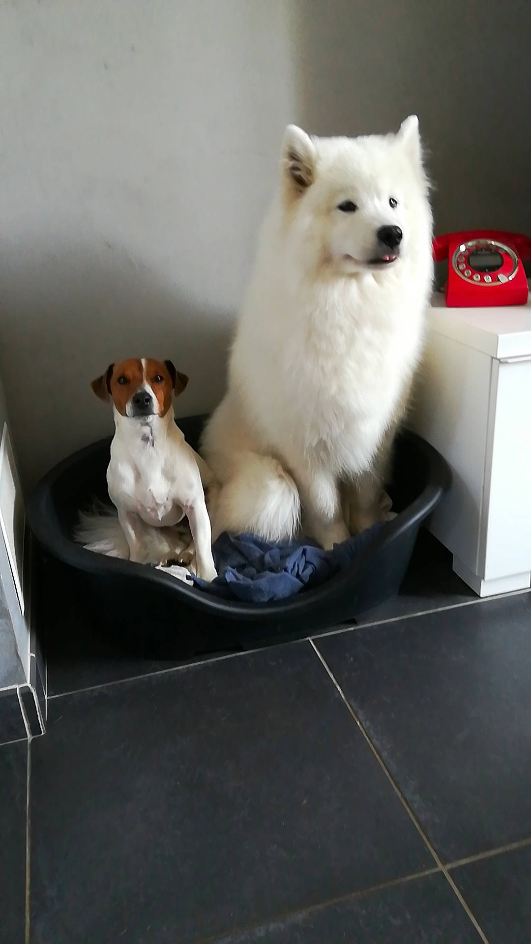 Lenka a rejoint le concours — aidez-le/la à gagner de superbes lots ! ancient_dog_breeds, canidae, carnivore, companion_dog, dog, dog_breed, fawn, felidae, fur, gas, paw, small_to_medium_sized_cats, table, tail, toy_dog, whiskers