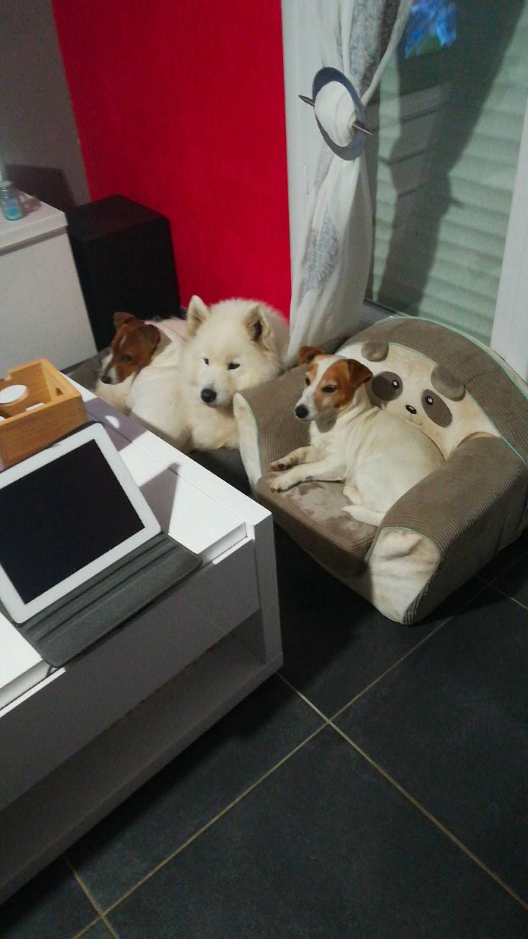 Lenka participe au concours pour gagner de l'argent avec cette photo : automotive_design, canidae, carnivore, chair, comfort, companion_dog, computer, couch, dog, dog_breed, dog_supply, fawn, felidae, flooring, linens, office_equipment, output_device, personal_computer, room, sporting_group