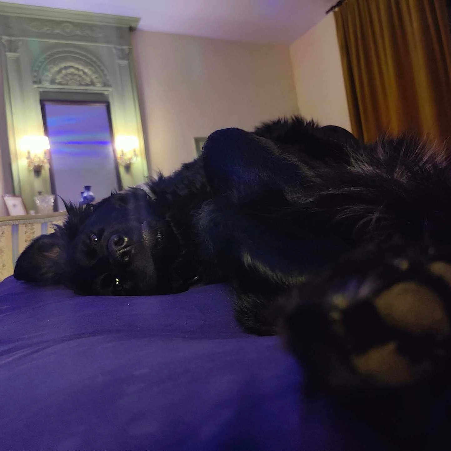 La Loutre participe au concours pour gagner de l'argent avec cette photo : black_dog, cozy, curtains, decor, dog, ear, furniture, indoor, lamp, lying_down, mirror, paw, pet, purple_blanket, relaxed, room, snout, table, vase, wall