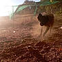 dog, dust, dirt, outdoor, sunlight, fence, field, leaves, nature, animal, running, brown, black, grass, tree, daylight, motion, earth, playful, pet
