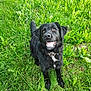 dog, black_dog, grass, outdoor, pet, animal, happy, smiling, collar, fur, nature, greenery, sitting, canine, mammal, playful, cute, friendly, tongue_out, bright_eyes
