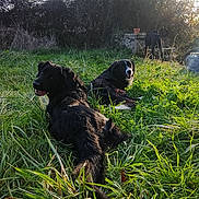 La Loutre a rejoint le concours — aidez-le/la à gagner de superbes lots ! dog, grass, outdoor, nature, sunlight, greenery, animal, pet, field, stone, plant_pot, canine, sunny, daytime, relaxing, playful, backyard, fur, three_dogs, scenery