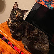 Lily joined the competition — help win amazing prizes! cat, tortoiseshell_cat, wooden_surface, indoor, pet, feline, animal, orange_fabric, palm_tree_print, curious, looking, fur, ears, whiskers, table, relaxed, domestic, companion, resting, closeup