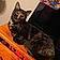 Lily