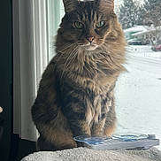 Sabrina joined the competition — help win amazing prizes! cat, tabby, fluffy, indoor, window, snow, pet, animal, feline, looking_out, cozy, perch, fur, green_eyes, whiskers, domestic_cat, calm, portrait, home, natural_light