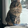 animal, calm, cat, cozy, domestic_cat, feline, fluffy, fur, green_eyes, home, indoor, looking_out, natural_light, perch, pet, portrait, snow, tabby, whiskers, window