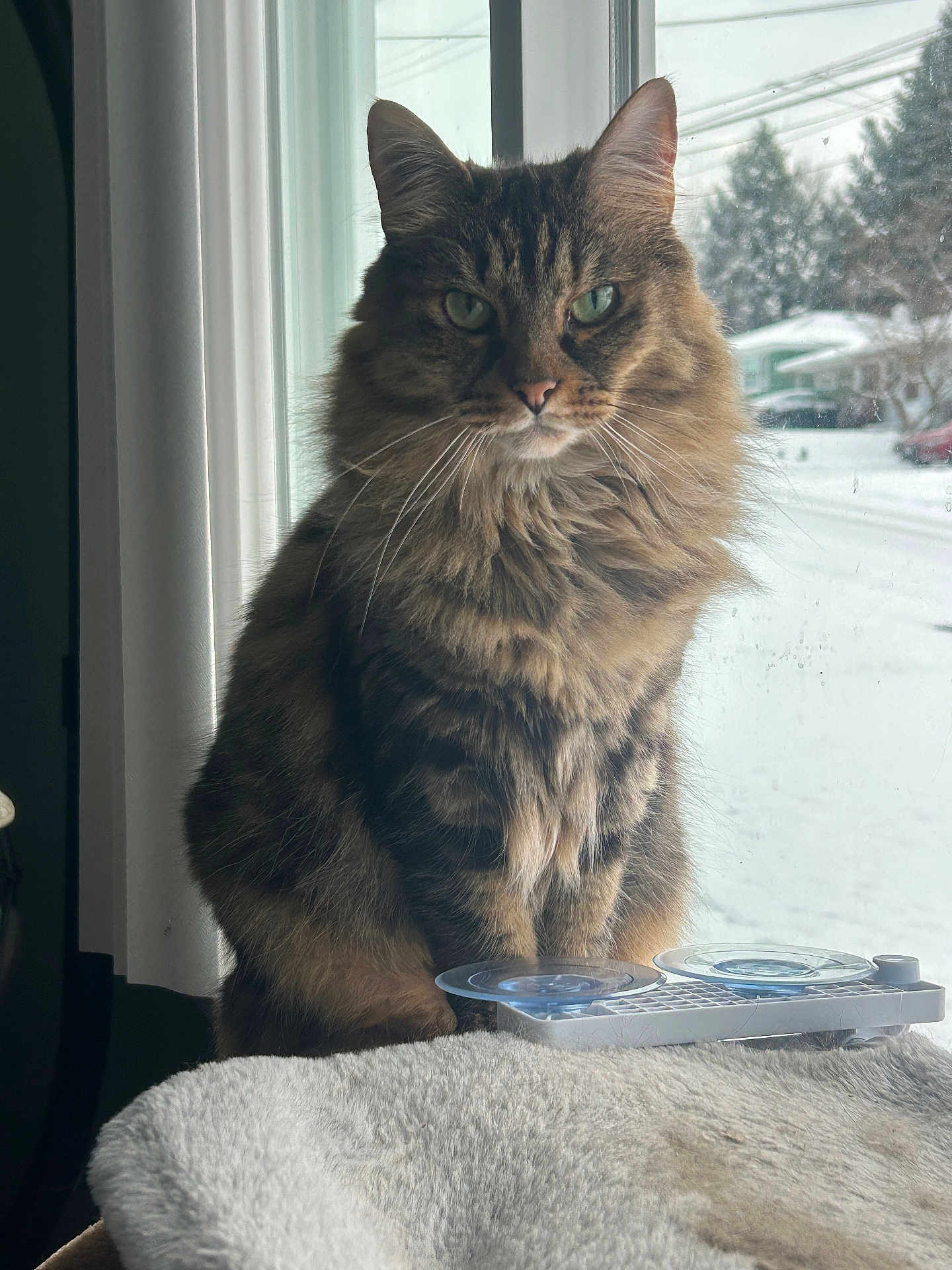 Sabrina joined the competition — help win amazing prizes! cat, tabby, fluffy, indoor, window, snow, pet, animal, feline, looking_out, cozy, perch, fur, green_eyes, whiskers, domestic_cat, calm, portrait, home, natural_light