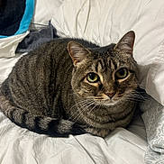 Stella joined the competition — help win amazing prizes! cat, tabby, pet, animal, fur, whiskers, bed, pillow, blanket, domestic, cute, sleepy, resting, indoor, closeup, feline, striped, cozy, soft, curious
