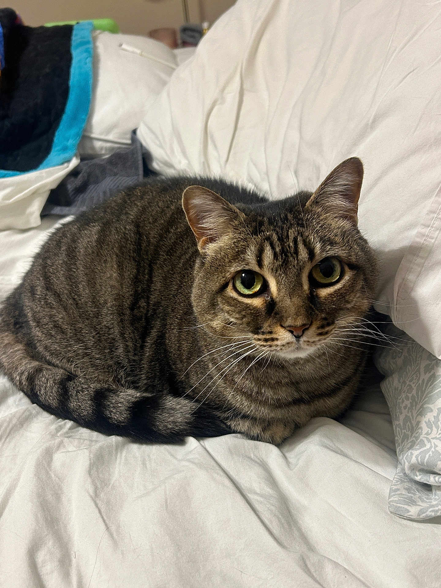 Stella