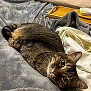 Stella joined the competition — help win amazing prizes! animal, bed, blanket, cat, cozy, curious, cutlery, ears, eyes, fur, furniture, indoor, pet, plate, relaxation, resting, sheet, tabby_cat, whiskers, wooden_tray