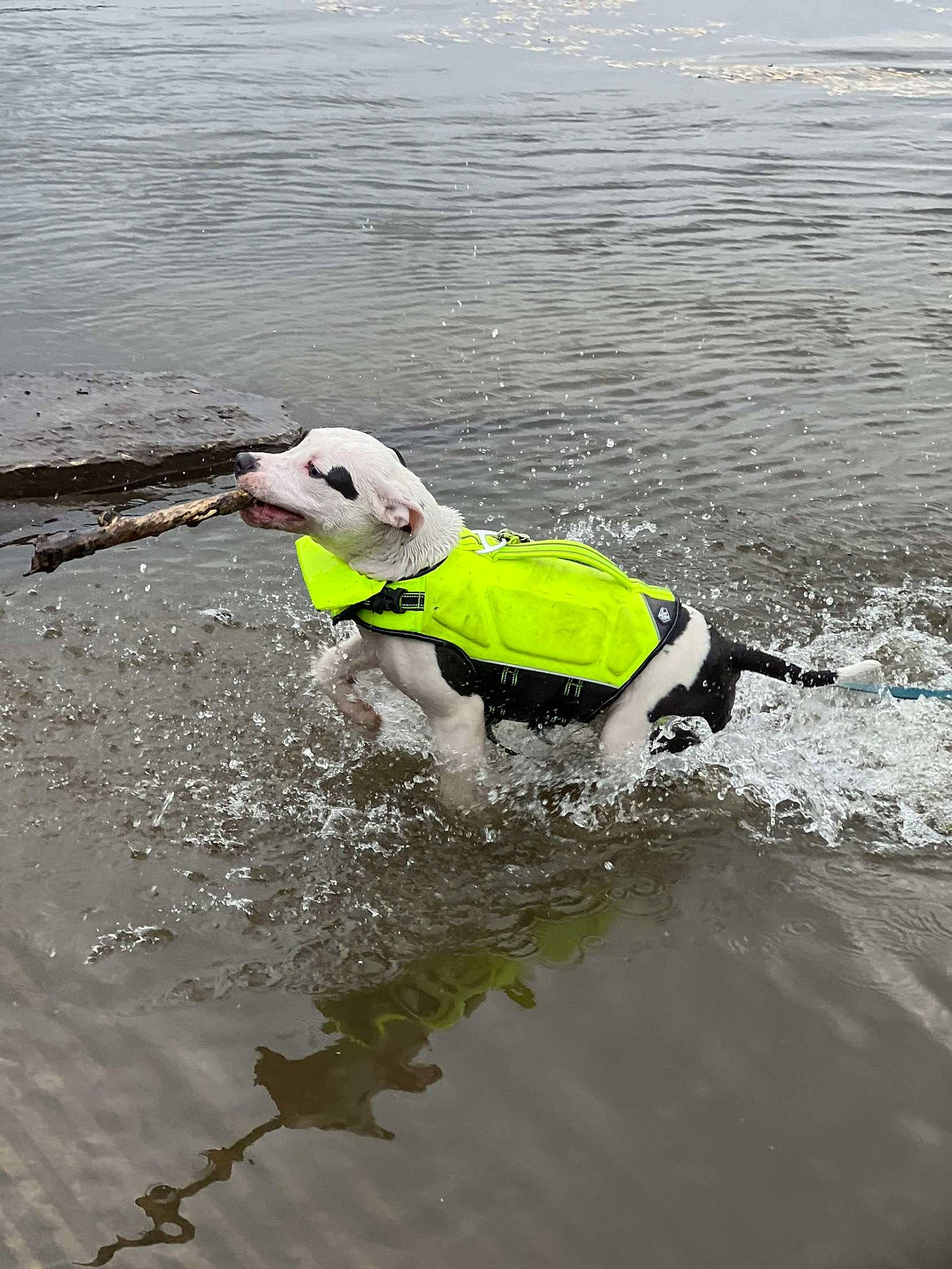 Hulk joined the competition — help win amazing prizes! beach, beak, canidae, carnivore, dog, dog_breed, dog_supply, lake, leash, ocean, personal_protective_equipment, recreation, seabird, sporting_group, tail, water, waterfowl, wave, wind_wave, working_animal