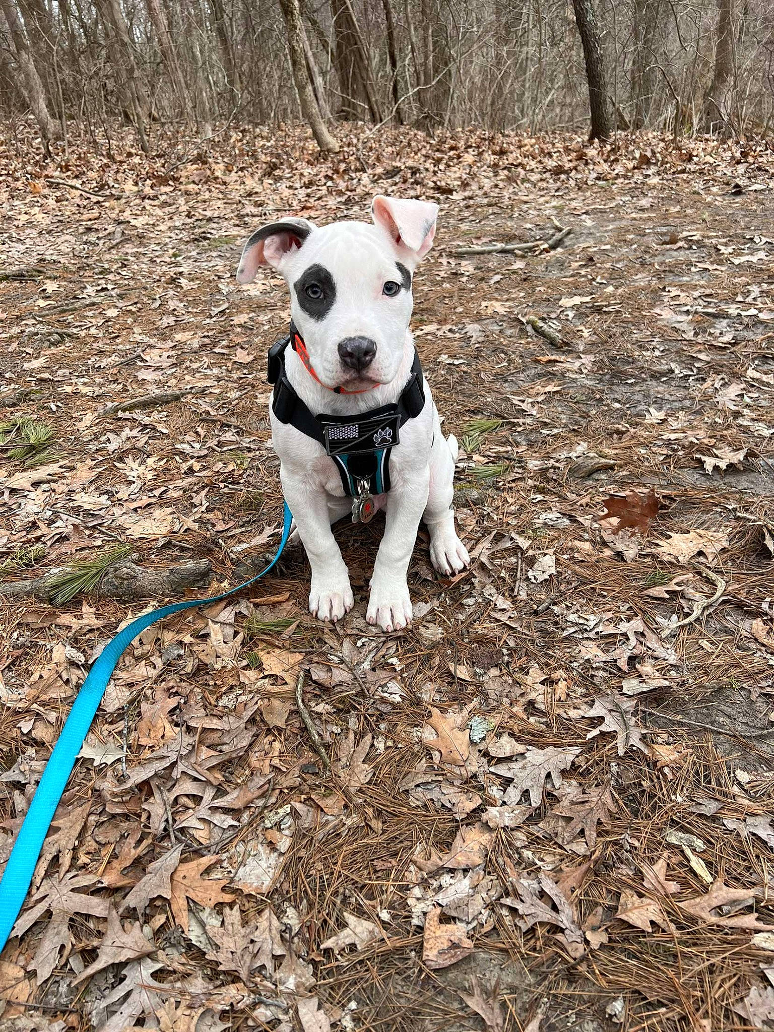 Hulk joined the competition — help win amazing prizes! canidae, carnivore, collar, companion_dog, dog, dog_breed, dog_collar, dog_supply, fawn, grass, leash, pet_supply, plant, snout, soil, sporting_group, tail, terrier, tree, working_animal