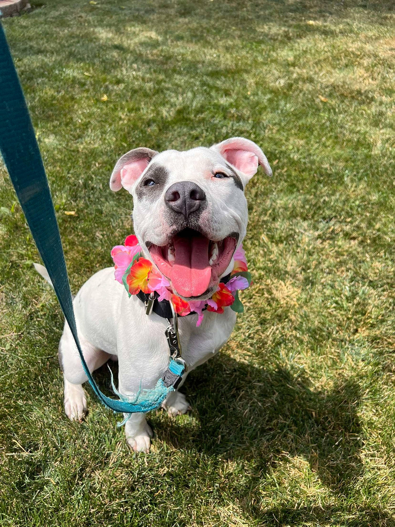 Hulk is registered to the contest to win money with this photo: canidae, carnivore, collar, companion_dog, dog, dog_breed, dog_clothes, dog_collar, dog_supply, fashion_accessory, fawn, grass, leash, pet_supply, plant, rose, snout, sporting_group, working_animal, working_dog