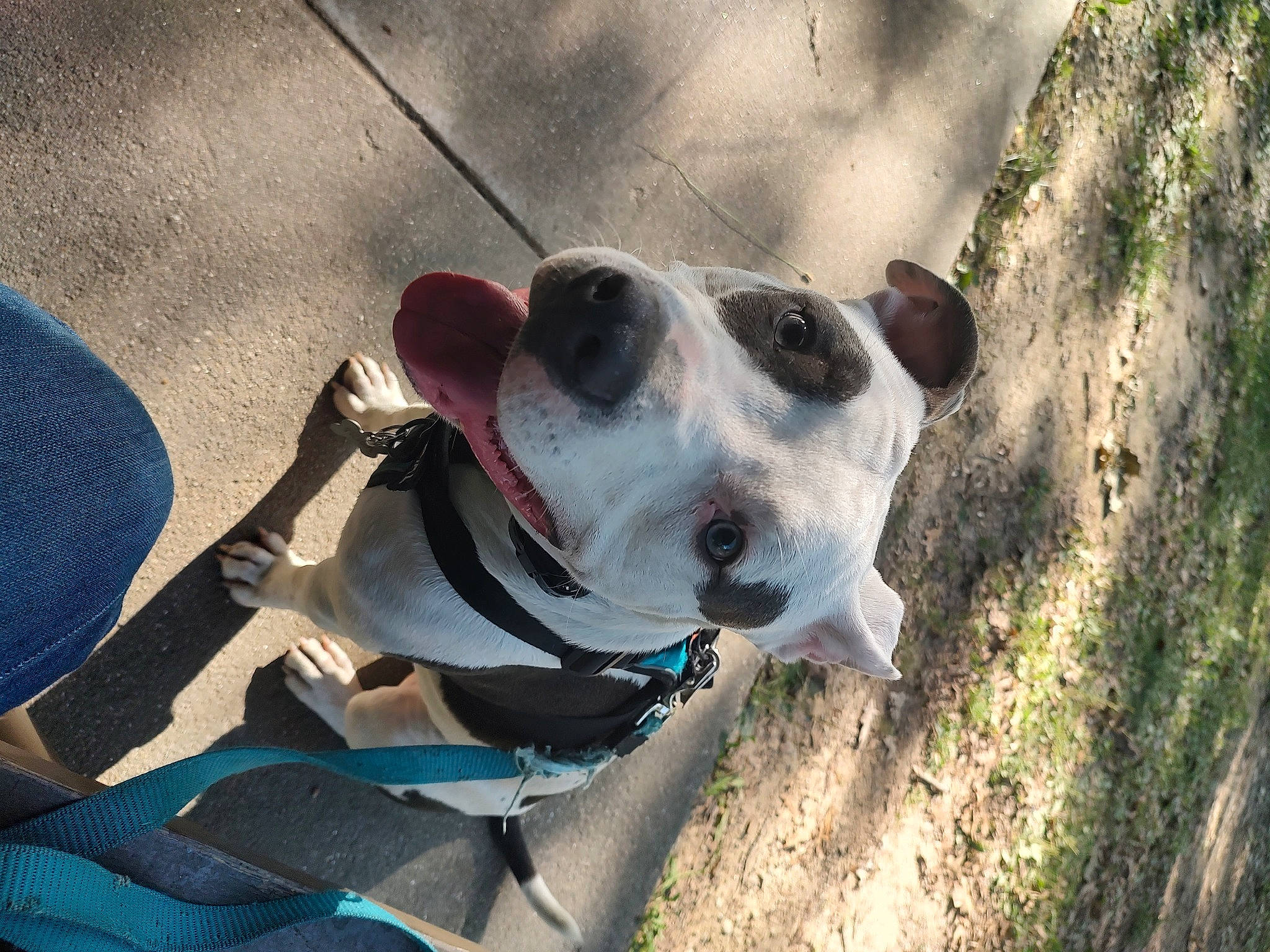 Hulk joined the competition — help win amazing prizes! carnivore, collar, companion_dog, dog, dog_breed, dog_collar, dog_supply, fawn, leash, non_sporting_group, rampur_greyhound, sighthound, snout, sporting_group, terrestrial_animal, whiskers, working_animal, working_dog