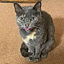 cat, gray_cat, tongue_out, green_eyes, sitting, carpet, pet, feline, whiskers, indoor, cute, fur, animal, playful, closeup, domestic_cat, tail, ears, nose, looking