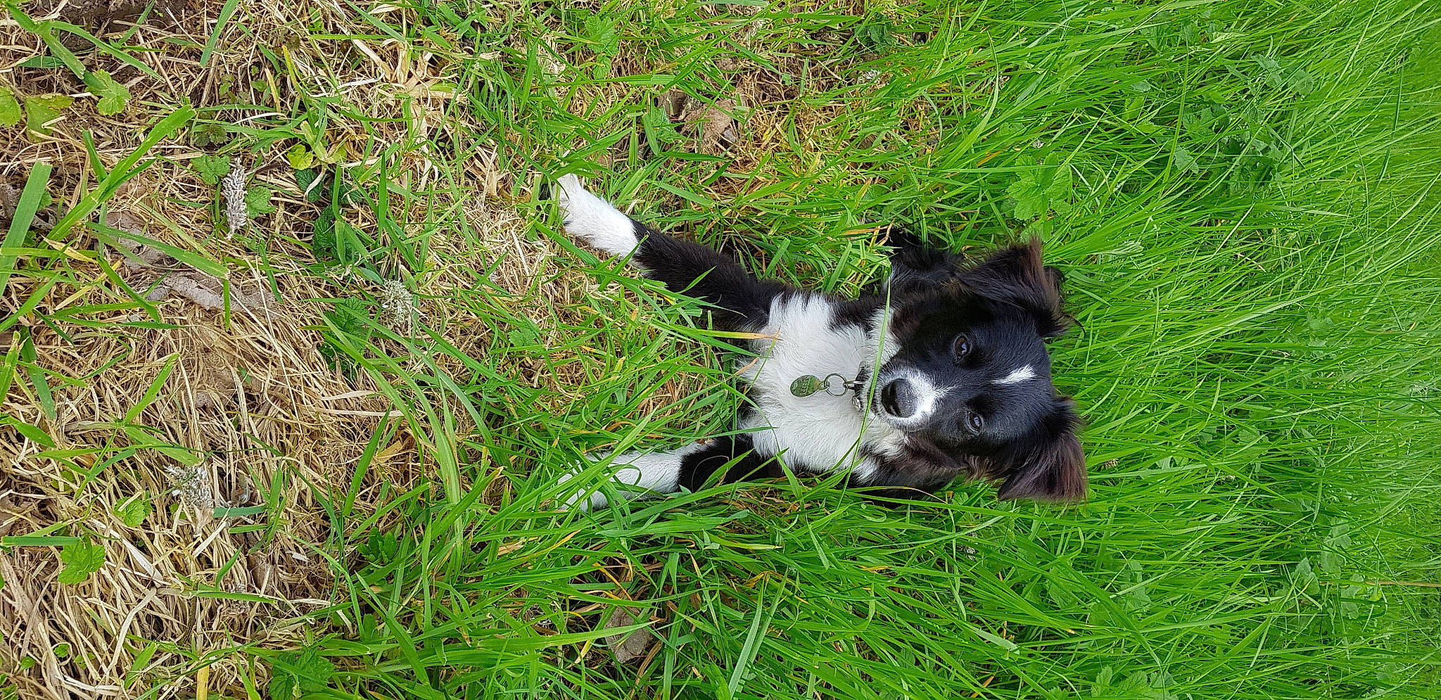 Steffy a rejoint le concours — aidez-le/la à gagner de superbes lots ! canidae, carnivore, companion_dog, dog, dog_breed, fawn, grass, grass_family, grassland, groundcover, pasture, plant, snout, spaniel, sporting_group, tail, toy, toy_dog, whiskers, working_animal